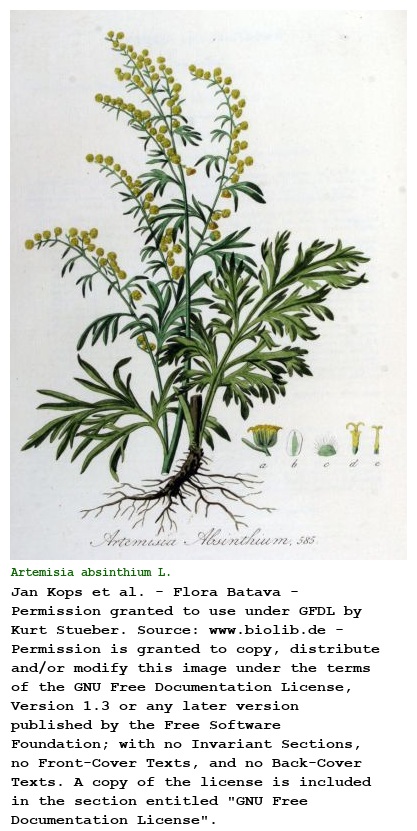 Artemisia absinthium L.